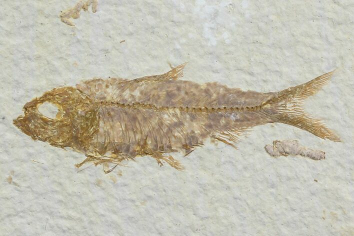 Detailed, Knightia Fossil Fish - Wyoming #78326
